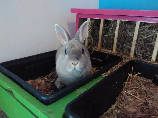 IMG_20160317_140431.jpg (1.44 MiB) Visto 25321 veces IMG_20160317_140431.jpg