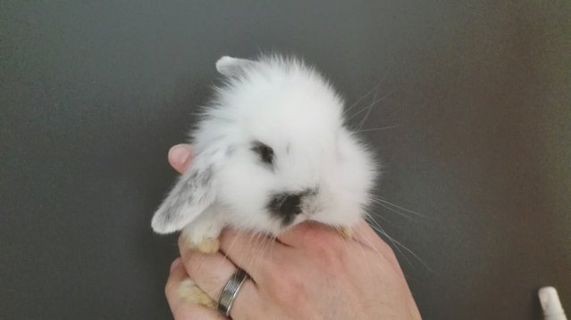 IMG_20160530_170605.jpg (5.14 MiB) Visto 41901 veces IMG_20160530_170605.jpg