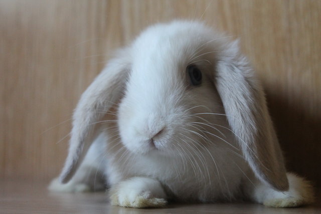 IMG_5362.JPG (4.36 MiB) Visto 38461 veces IMG_5362.JPG