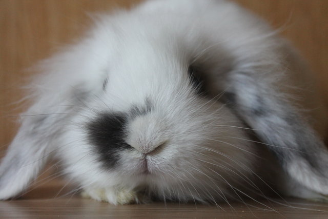 IMG_5409.JPG (3.78 MiB) Visto 41741 veces IMG_5409.JPG