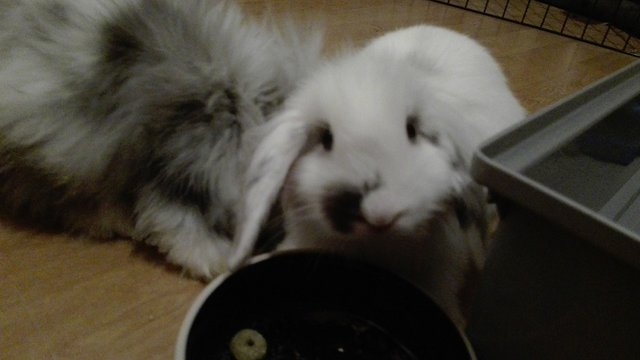 IMG-20160712-WA0013.jpeg (97.04 KiB) Visto 41652 veces IMG-20160712-WA0013.jpeg