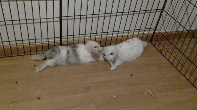 IMG-20160712-WA0024.jpeg (130.23 KiB) Visto 41652 veces IMG-20160712-WA0024.jpeg