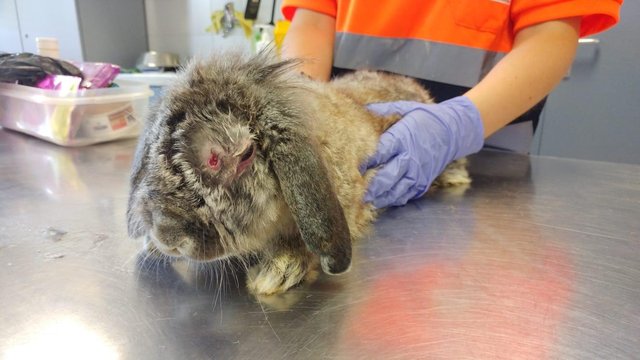 martin.jpg (101.47 KiB) Visto 23873 veces martin.jpg