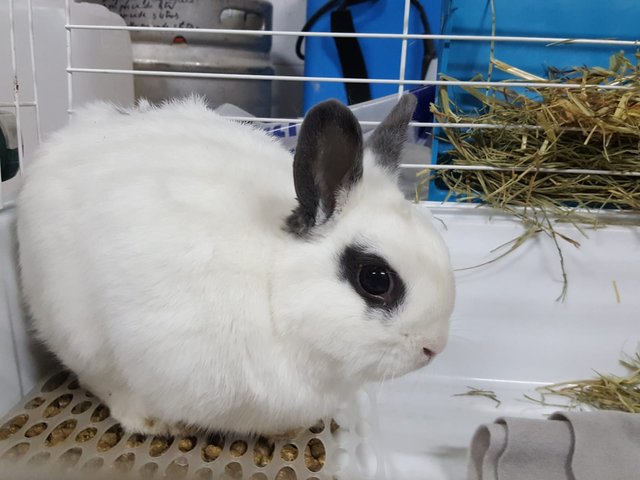 Karem 1.jpg (145.11 KiB) Visto 16862 veces Karem 1.jpg