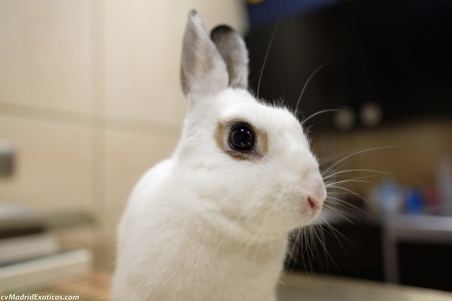 Jade.jpg (53.94 KiB) Visto 19327 veces Jade.jpg