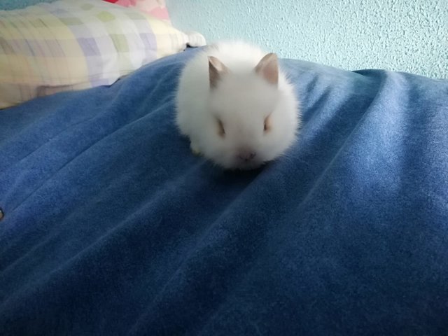 IMG-20190304-WA0015.jpg (142.58 KiB) Visto 23568 veces IMG-20190304-WA0015.jpg