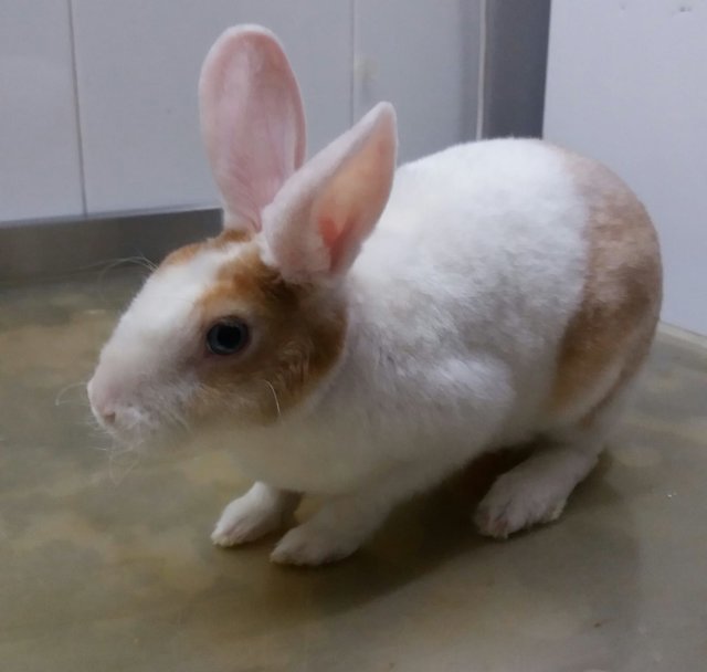 Abril.jpg (91.28 KiB) Visto 17023 veces Abril.jpg