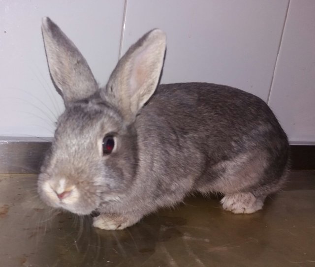 Cereza.jpg (118.48 KiB) Visto 31756 veces Cereza.jpg