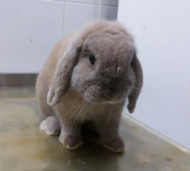 Bek.jpg (91.35 KiB) Visto 21729 veces Bek.jpg