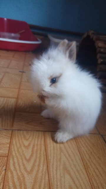 Nala.jpg (70.18 KiB) Visto 15738 veces Nala.jpg