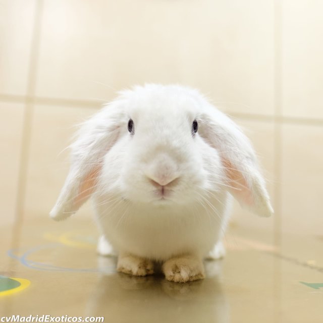 Sasha.jpg (80.79 KiB) Visto 16252 veces Sasha.jpg