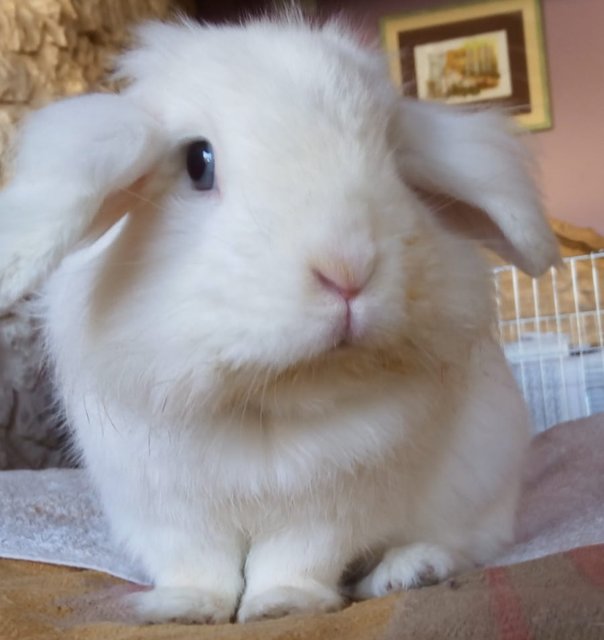 Amadís.jpg (159.53 KiB) Visto 16226 veces Amadís.jpg