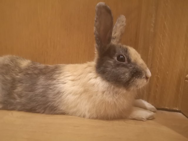 Dydimus.jpg (1.4 MiB) Visto 15409 veces Dydimus.jpg