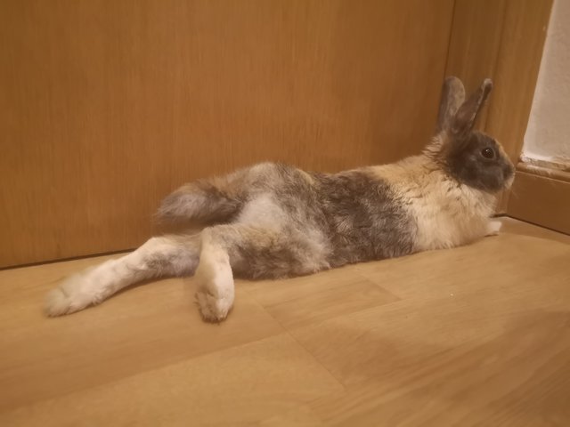 Dydimus tumbado.jpg (1.45 MiB) Visto 15409 veces Dydimus tumbado.jpg