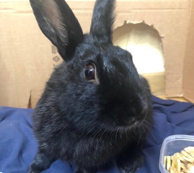 Black princi.jpg (96.51 KiB) Visto 15323 veces Black princi.jpg