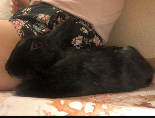 Black tumbado.jpg (69.9 KiB) Visto 15326 veces Black tumbado.jpg