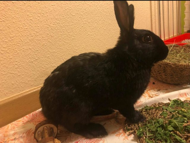 IMG-20190822-WA0013.jpg (115.22 KiB) Visto 15323 veces IMG-20190822-WA0013.jpg