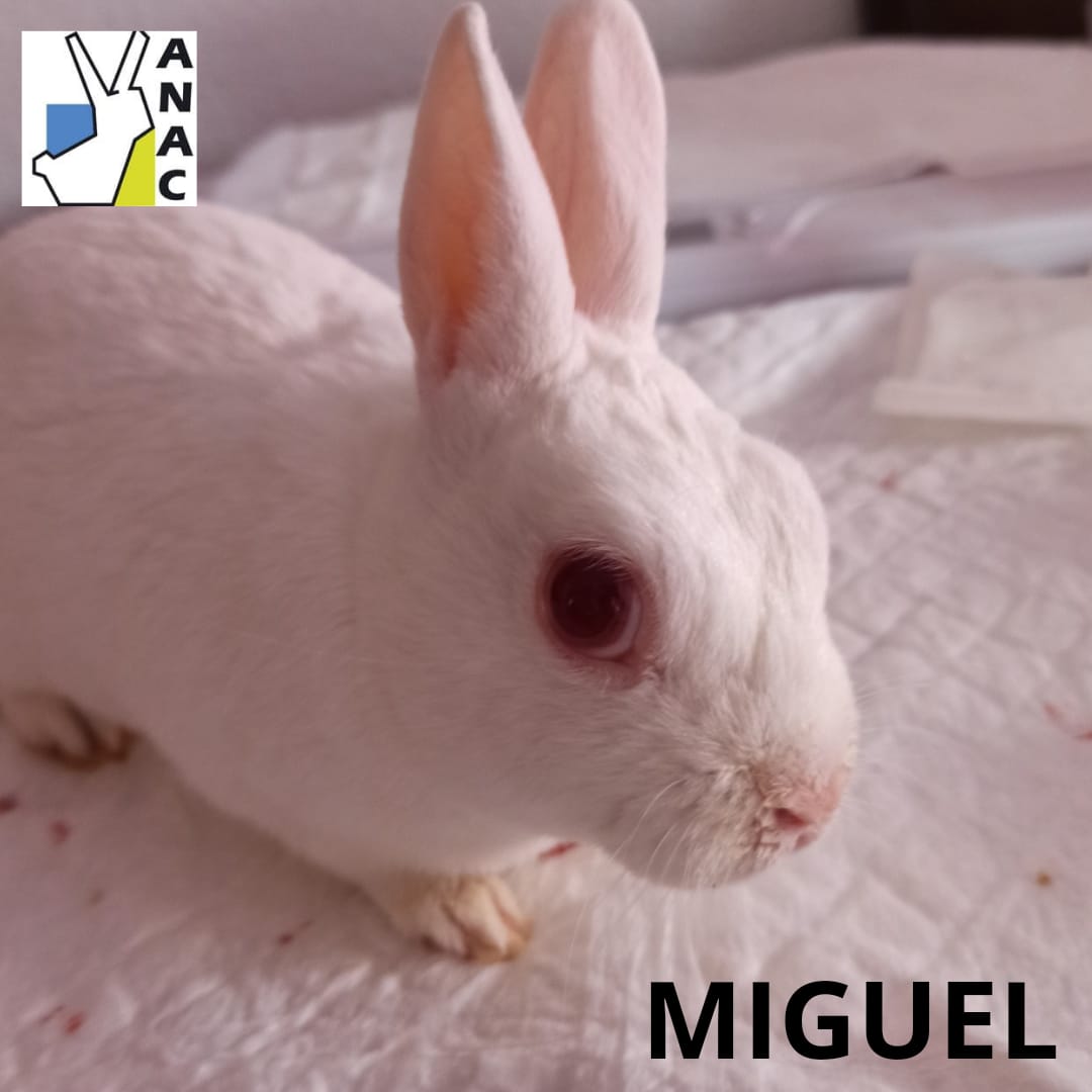 Miguel.jpg